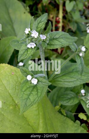 Brunnera macrophylla ‘Betty Bowring’ Great Forget-Me-Not Betty Bowring – Sprays aus weißen Blüten und mittelgrünen herzförmigen Blättern, August, England, Stockfoto