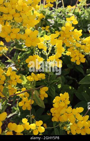 Calceolaria integrifolia ‘Gelbe Sonne’ Buschrutscher Gelbe Sonne – dichte Büschel gelber, pouchähnlicher Blüten und mittelgrüner, gefiederter Blätter, August, Stockfoto