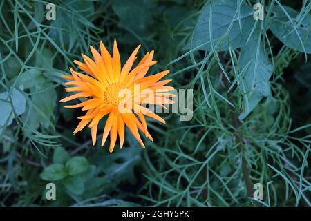 Calendula officinalis ‘Radio’ Pot Ringelblume Radio – Orange Blumen mit röhrenförmigen Röhren, kleinen gelben Halo und orange Mitte, August, England, Großbritannien Stockfoto