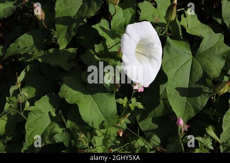 Calystegia sepium Hedge bindweed – weiße trompetenförmige Blüten und elliptische Blätter, August, England, Großbritannien Stockfoto