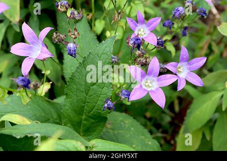 Campanula lactiflora ‘Prichards Variety’ milchige Glockenblume Prichards Variety – Gruppen von violetten, offenen glockenförmigen Blüten mit weißem Zentrum, August, UK Stockfoto