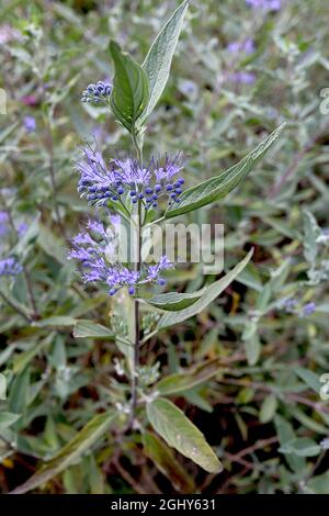 Caryopteris x clandonensis ‘Heavenly Blue’ blaubart Heavenly Blue – Whorlen kleiner malvenblauer Blüten mit länglichen violetten Staubgefäßen und graugrünen Blättern Stockfoto