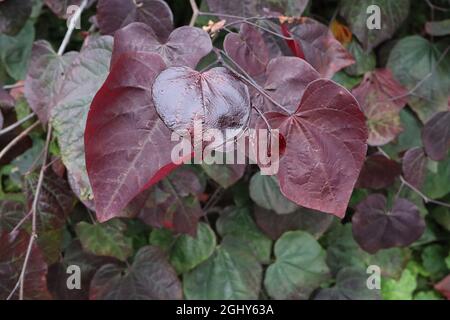 Cercis canadensis ‘Forest Pansy’ Eastern Redbud Forest Pansy – reichhaltige, glänzende und mattviolett-rote Blätter, August, England, Großbritannien Stockfoto