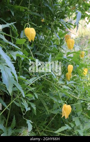 Clematis tangutica ‘Bill MacKenzie’ goldene Clematis – kleine gelbe glockenförmige Blüten und mittelgrüne gelappte Blätter, August, England, Großbritannien Stockfoto