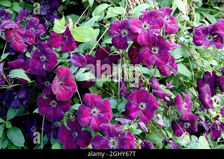 Clematis viticella ‘Royal Velours’ Clematis Royal Velours – kleine samtig-violett-rote Blüten mit karmesinroten midbar, August, England, Großbritannien Stockfoto
