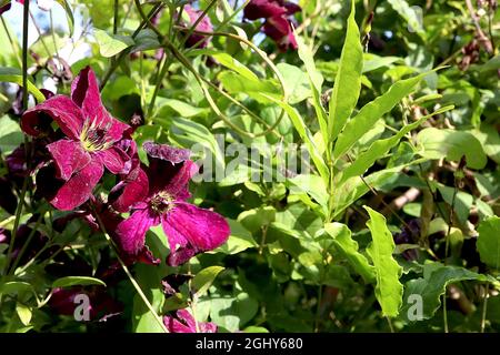 Clematis viticella ‘Royal Velours’ Clematis Royal Velours – kleine samtig-violett-rote Blüten mit karmesinroten midbar, August, England, Großbritannien Stockfoto