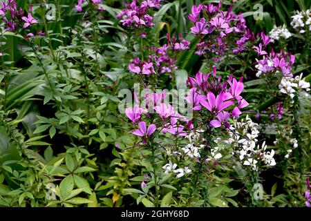 Cleome hassleriana ‘Sparkler Mix’ Spinnenblume Sparkler Mix – Cluster aus getrennten violetten und weißen Blütenblättern, dunkelgrüne Blattwörler, August, England Stockfoto