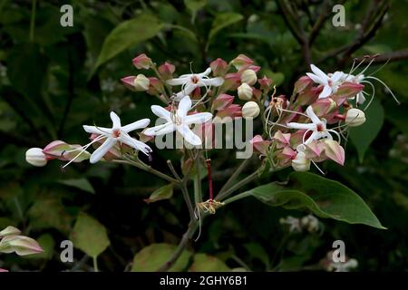 Clerodendrum trichotomum ‘Purple Blaze’ Harlekin Glory Bower Purple Blaze - weiße sternförmige Blüten mit purpurfarbenem Zentrum, hellgrün und tiefrosa Stockfoto