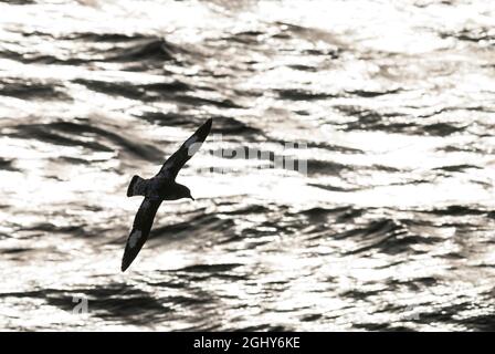 Kap Petrel, der über die Oberfläche des antarktischen Meeres fliegt. Stockfoto