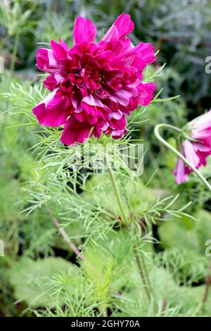 Cosmos bipinnatus ‘Double Click Cranberries’ doppelte tiefrosa Blüten mit röhrenförmigen Blüten, August, England, Großbritannien Stockfoto