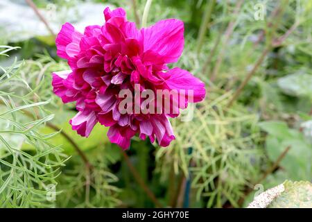 Cosmos bipinnatus ‘Double Click Cranberries’ doppelte tiefrosa Blüten mit röhrenförmigen Blüten, August, England, Großbritannien Stockfoto