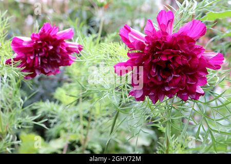 Cosmos bipinnatus ‘Double Click Cranberries’ doppelte tiefrosa Blüten mit röhrenförmigen Blüten, August, England, Großbritannien Stockfoto