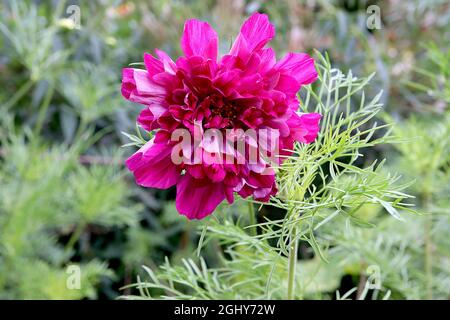 Cosmos bipinnatus ‘Double Click Cranberries’ doppelte tiefrosa Blüten mit röhrenförmigen Blüten, August, England, Großbritannien Stockfoto