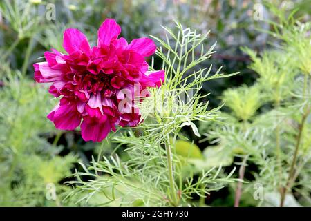 Cosmos bipinnatus ‘Double Click Cranberries’ doppelte tiefrosa Blüten mit röhrenförmigen Blüten, August, England, Großbritannien Stockfoto