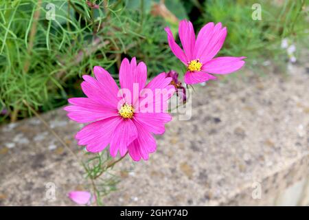 Cosmos bipinnatus ‘Sensation Radiance’ einzelne tiefrosa Blüten mit eingekerbten Blütenblättern, August, England, Großbritannien Stockfoto