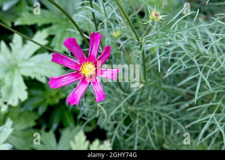 Cosmos bipinnatus ‘Sonata Carmine’ einzelne tiefrosa Blüten mit schwach weißen, geraden, gekerbten Blütenblättern, August, England, VEREINIGTES KÖNIGREICH Stockfoto