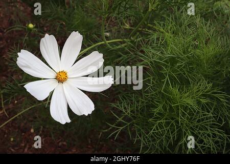 Cosmos bipinnatus ‘Sonata White’ einzelne weiße Blüten mit langen, gerillten Blütenblättern und kleinem gelben Zentrum, August, England, Großbritannien Stockfoto