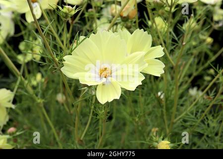 Cosmos bipinnatus ‘Xanthos’ Halbdoppelte cremefarbene schalenförmige Blüten mit weißem Halo, fedrigen Blättern, August, England, Großbritannien Stockfoto