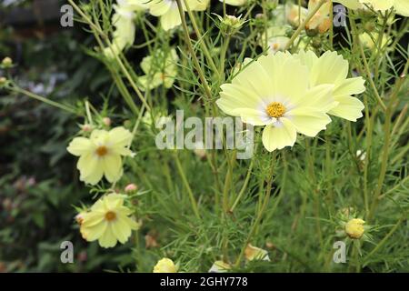 Cosmos bipinnatus ‘Xanthos’ Halbdoppelte cremefarbene schalenförmige Blüten mit weißem Halo, fedrigen Blättern, August, England, Großbritannien Stockfoto