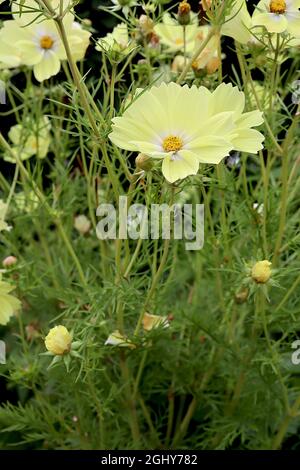 Cosmos bipinnatus ‘Xanthos’ Halbdoppelte cremefarbene schalenförmige Blüten mit weißem Halo, fedrigen Blättern, August, England, Großbritannien Stockfoto