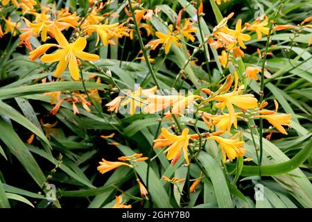 Crocosmia ‘George Davison’ horizontal geforckte Raceme aus scharlachroten, großen bis kleinen Blüten und plissierten, schwertförmigen Blättern, August, England, Großbritannien Stockfoto