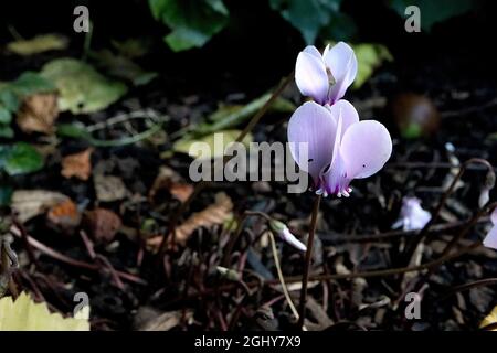 Cyclamen coum ‘Cyberia White’ weisse Osternebrot – sehr blassrosa Blüten mit aufgefegten Blütenblättern und rund gemusterten Blättern, purpurrote Basis weiße Zähne Stockfoto