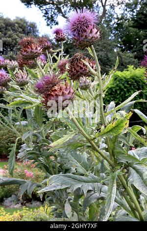 Cynara cardunculus cardoon – große, violette Distel-ähnliche Blüten auf spitzen Deckblättern, August, England, Großbritannien Stockfoto