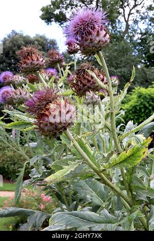 Cynara cardunculus cardoon – große, violette Distel-ähnliche Blüten auf spitzen Deckblättern, August, England, Großbritannien Stockfoto