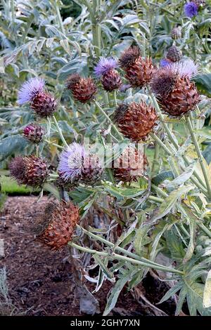 Cynara cardunculus cardoon – große, violette Distel-ähnliche Blüten auf spitzen Deckblättern, August, England, Großbritannien Stockfoto