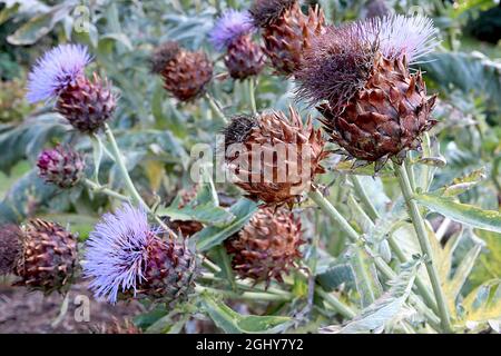 Cynara cardunculus cardoon – große, violette Distel-ähnliche Blüten auf spitzen Deckblättern, August, England, Großbritannien Stockfoto