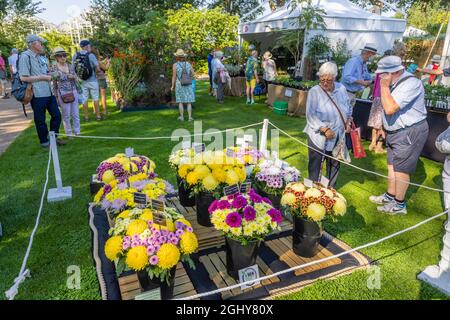 Ausstellung von Chrysanthemen, RHS Garden Wisley Flower Show 2021, die jährliche Show im RHS Garden in Wisley, Surrey, an einem sonnigen Tag Anfang September Stockfoto