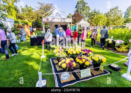 Ausstellung von Chrysanthemen, RHS Garden Wisley Flower Show 2021, die jährliche Show im RHS Garden in Wisley, Surrey, an einem sonnigen Tag Anfang September Stockfoto