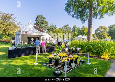 Ausstellung von Chrysanthemen, RHS Garden Wisley Flower Show 2021, die jährliche Show im RHS Garden in Wisley, Surrey, an einem sonnigen Tag Anfang September Stockfoto