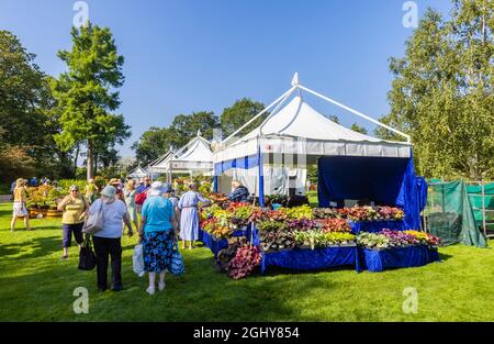 Ausstellung von Heucheras an einem Stand auf der RHS Garden Wisley Flower Show 2021, im ikonischen RHS Garden in Wisley, Surrey, an einem sonnigen Tag Anfang September Stockfoto