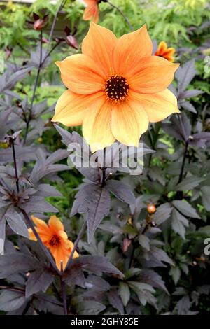 Dahlia ‘Bishop of York’ Misc class Group 10 einzelne hellgelbe Blüten mit dunkelorangefarbener Wäsche, schwarz-lila Blättern, August, England, Großbritannien Stockfoto