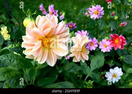 Dahlia ‘Figaro Mix’ Decorative Dahlia Group 5 sehr hellgelbe Blüten mit zartrosa Flush, August, England, UK Stockfoto