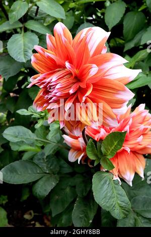 Dahlia ‘Holland Festival’ Decorative Dahlia Group 5 große orange Blüten mit weißen Spitzen, August, England, UK Stockfoto