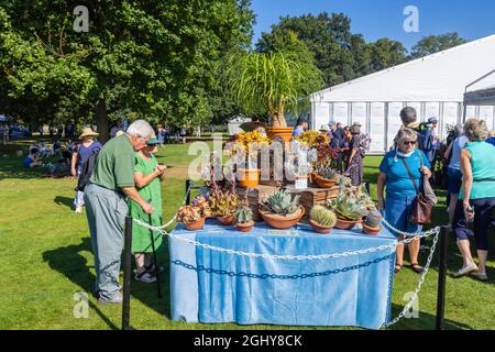 Ausstellung von Sukkulenten und Kakteen auf der RHS Garden Wisley Flower Show 2021, der jährlichen Show im ikonischen RHS Garden in Wisley, Surrey Anfang September Stockfoto