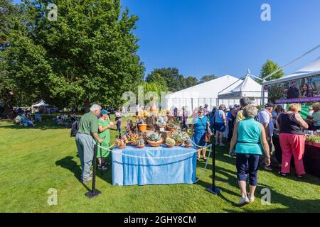 Ausstellung von Sukkulenten und Kakteen auf der RHS Garden Wisley Flower Show 2021, der jährlichen Show im ikonischen RHS Garden in Wisley, Surrey Anfang September Stockfoto