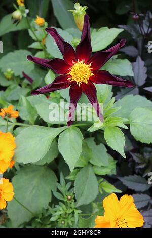 Dahlia ‘Honka Black’ oder Dahlia ‘Verrone’s Obsidian’ Star Dahlia Group 12 tiefweinrote Blüten sternförmig mit rotem Halo und gerollten Blütenblättern, August, UK Stockfoto