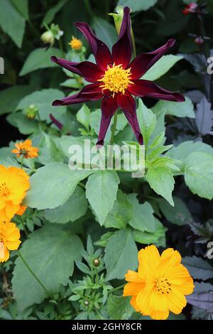 Dahlia ‘Honka Black’ oder Dahlia ‘Verrone’s Obsidian’ Star Dahlia Group 12 tiefweinrote Blüten sternförmig mit rotem Halo und gerollten Blütenblättern, August, UK Stockfoto