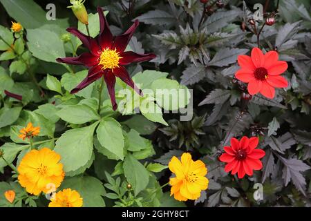 Dahlia ‘Honka Black’ oder Dahlia ‘Verrone’s Obsidian’ Star Dahlia Group 12 tiefweinrote Blüten sternförmig mit rotem Halo und gerollten Blütenblättern, August, UK Stockfoto