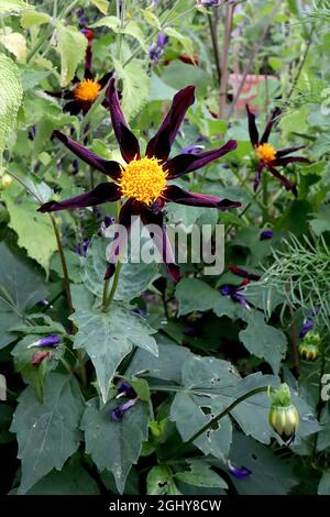 Dahlia ‘Honka Black’ oder Dahlia ‘Verrone’s Obsidian’ Star Dahlia Group 12 tiefweinrote Blüten sternförmig mit rotem Halo und gerollten Blütenblättern, August, UK Stockfoto