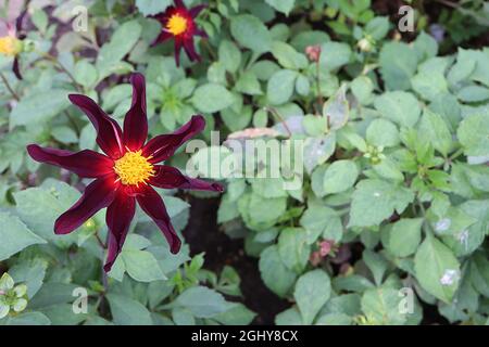 Dahlia ‘Honka Black’ oder Dahlia ‘Verrone’s Obsidian’ Star Dahlia Group 12 tiefweinrote Blüten sternförmig mit rotem Halo und gerollten Blütenblättern, August, UK Stockfoto