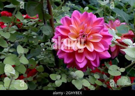 Dahlia ‘Melody Pink Allegro’ Decorative Dahlia Group 5 tiefrosa Blüten mit hellorangefarbenem Halo, August, England, Großbritannien Stockfoto