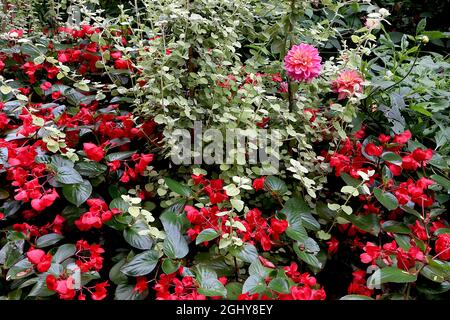 Dahlia ‘Melody Pink Allegro’ Decorative Dahlia Group 5 tiefrosa Blüten mit hellorangefarbenem Halo, August, England, Großbritannien Stockfoto