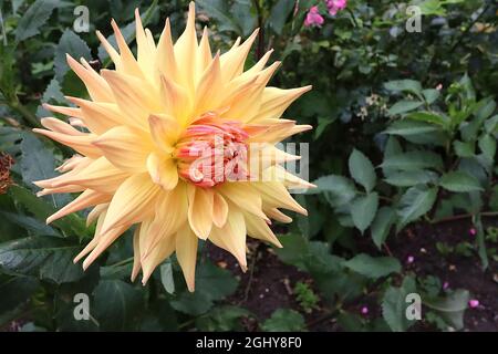 Dahlia ‘Mon Amour’ Decorative Dahlia Group 5 aprikosengelbe Blüten mit weichen rosafarbenen Spitzen und tiefrosa inneren Blütenblättern, August, England, Großbritannien Stockfoto