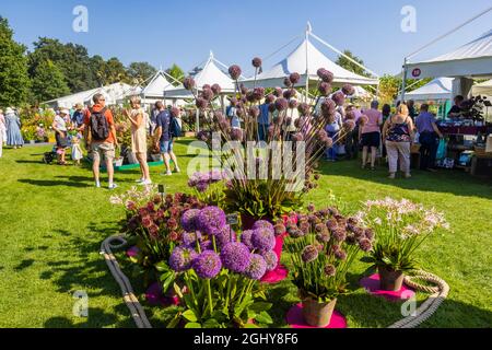 Ausstellung von Allien auf der RHS Garden Wisley Flower Show 2021, der jährlichen Show im ikonischen RHS Garden in Wisley, Surrey, an einem sonnigen Tag im September Stockfoto