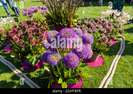 Ausstellung von Allien auf der RHS Garden Wisley Flower Show 2021, der jährlichen Show im ikonischen RHS Garden in Wisley, Surrey, an einem sonnigen Tag im September Stockfoto