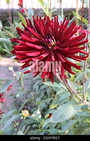 Dahlia ‘Nuit D'Ete’ Semi-Kaktus Dahlia Group 9 tiefrote Blüten mit gerollten und stacheligen Blütenblättern, August, England, Großbritannien Stockfoto